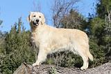 GOLDEN RETRIEVER 560